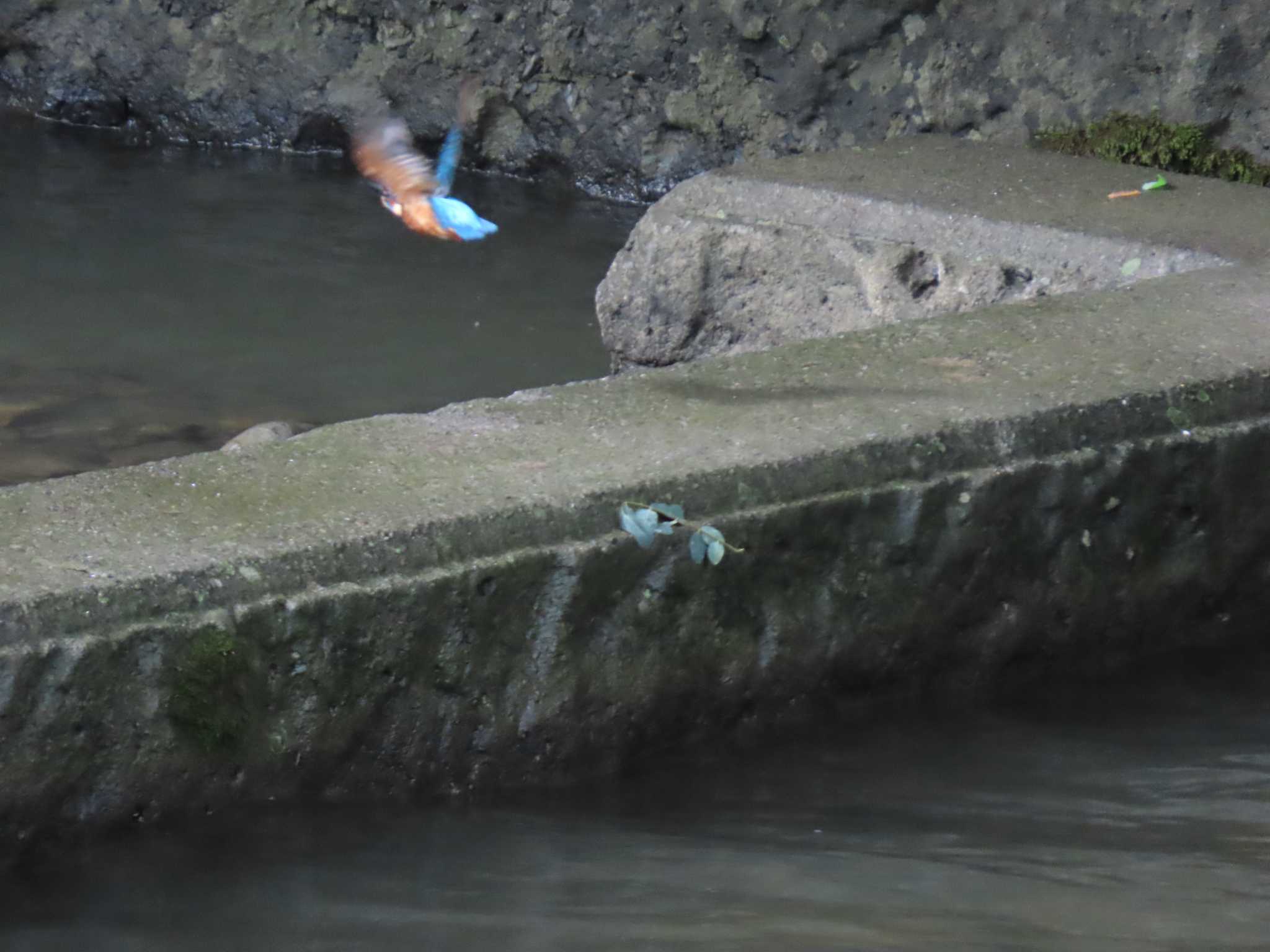 真駒内川 カワセミの写真