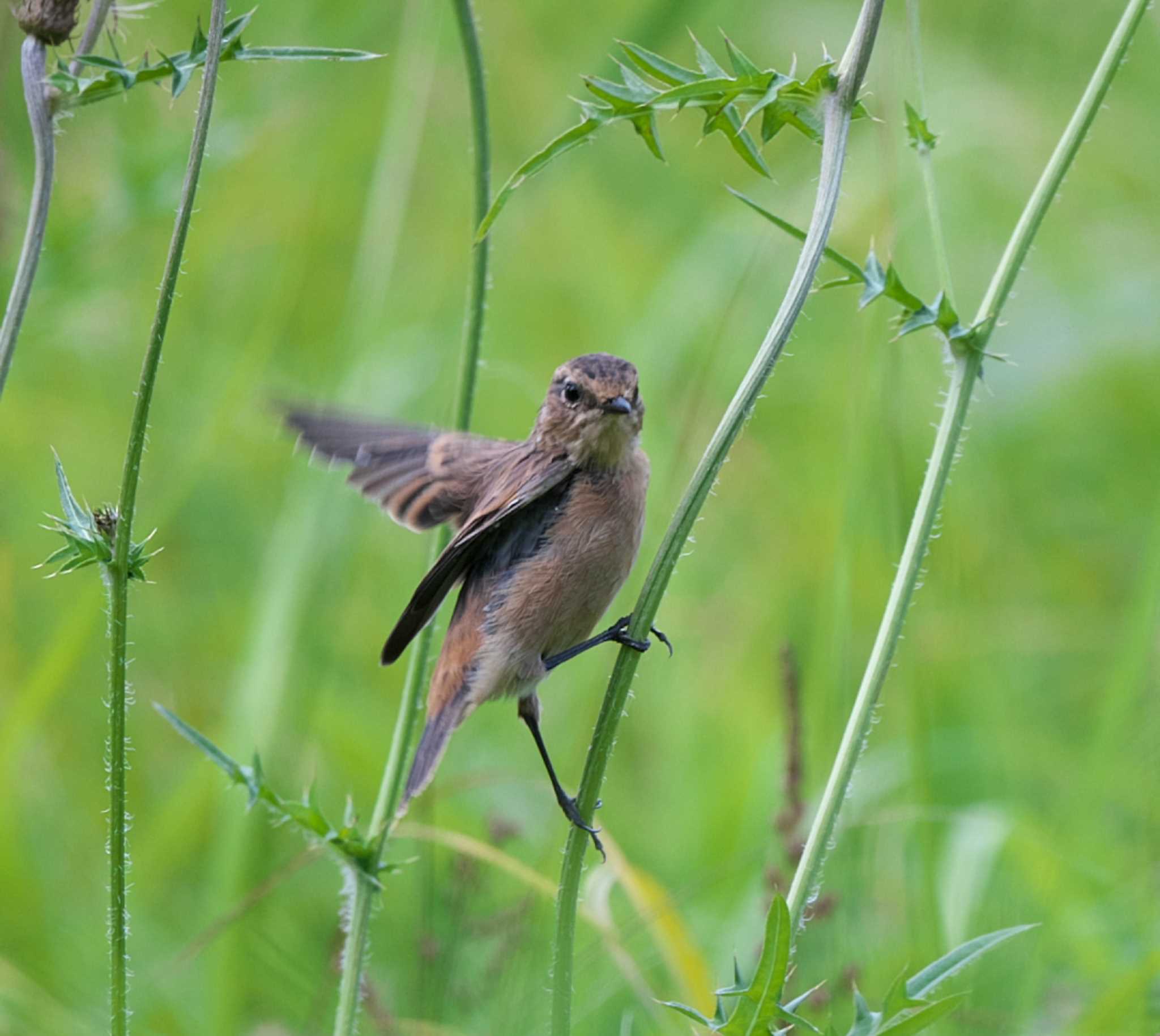 ノビタキ　幼鳥