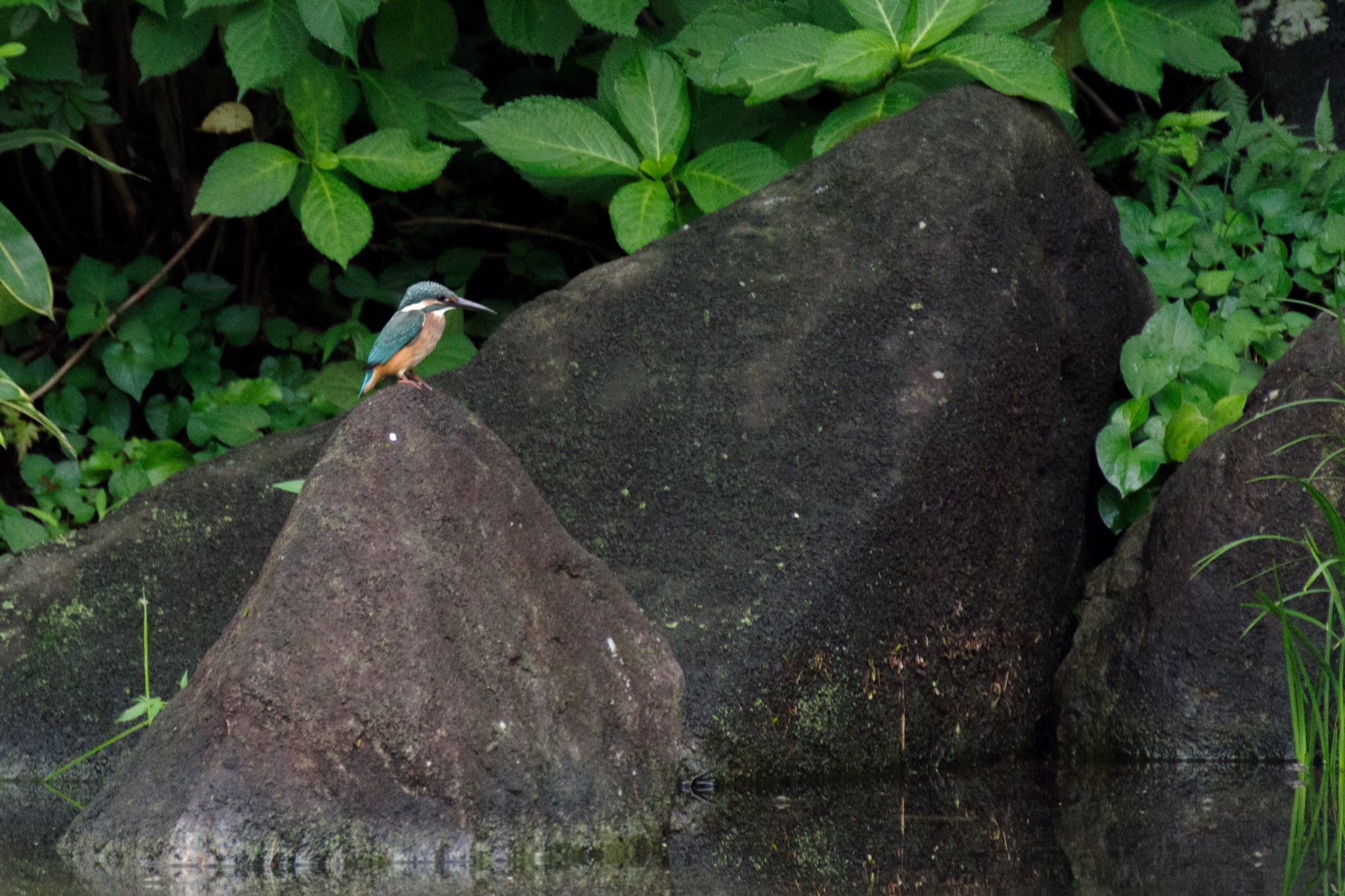 檜町公園(東京ミッドタウン) カワセミの写真 by Marco Birds