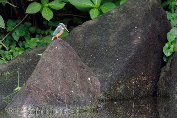 カワセミ 檜町公園(東京ミッドタウン) 2021年8月17日(火)