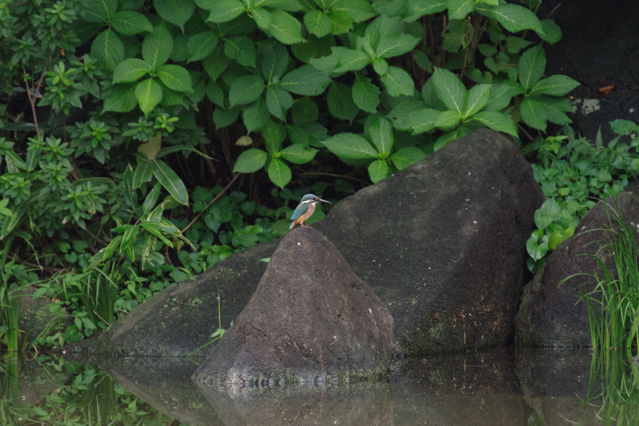 檜町公園(東京ミッドタウン) カワセミの写真 by Marco Birds