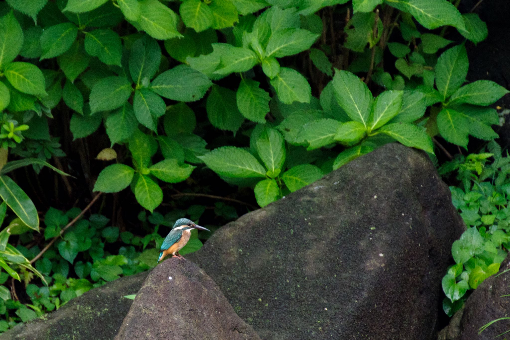 檜町公園(東京ミッドタウン) カワセミの写真 by Marco Birds