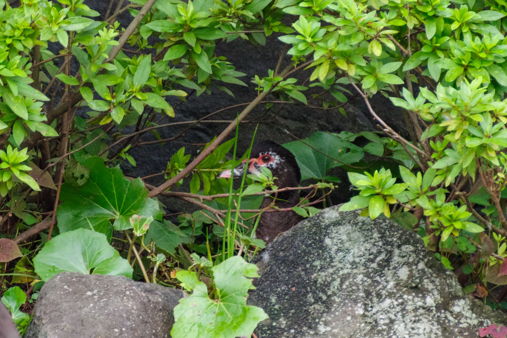 檜町公園(東京ミッドタウン) ノバリケンの写真