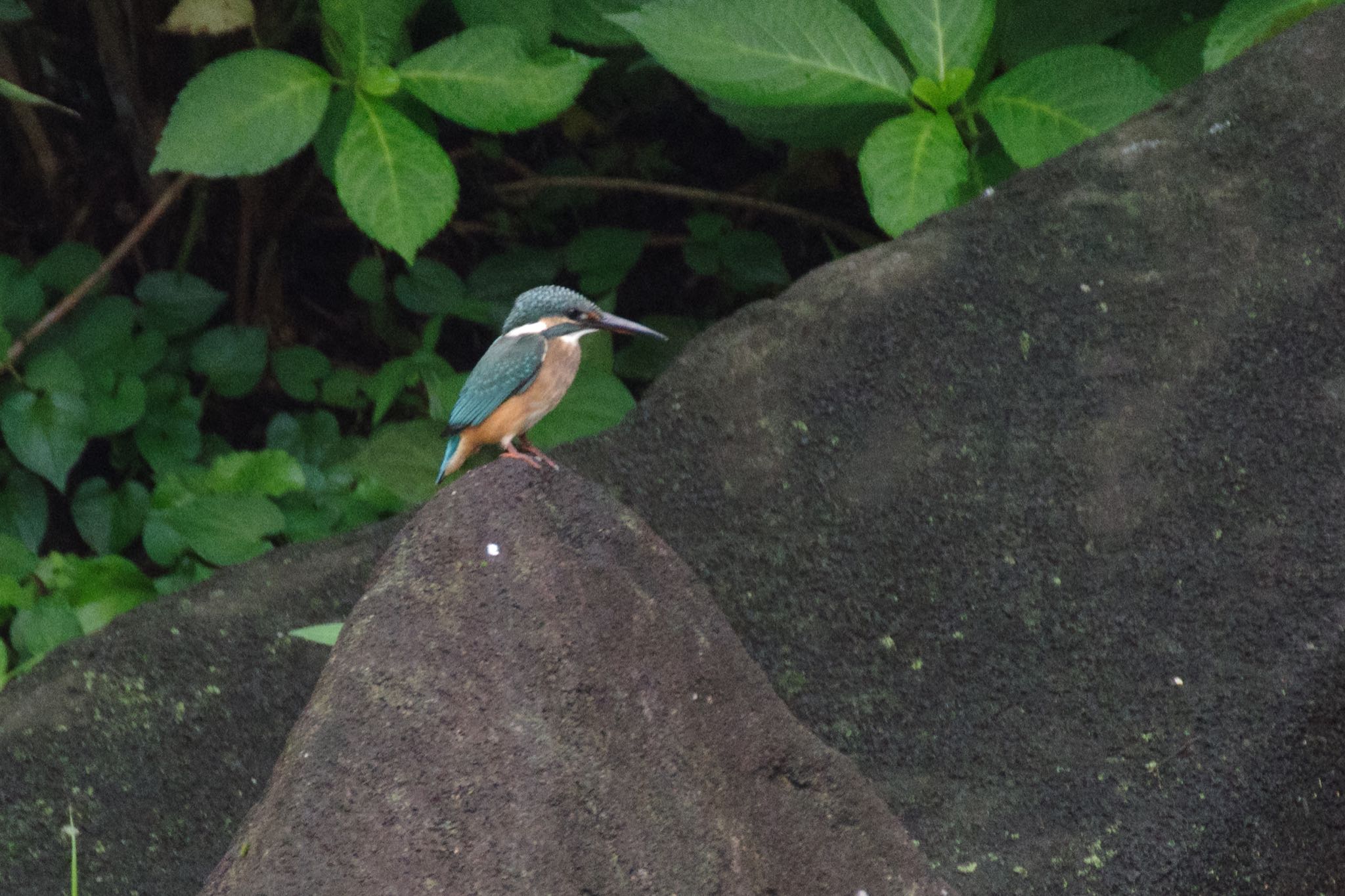 檜町公園(東京ミッドタウン) カワセミの写真