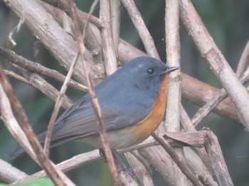 Slaty-backed Flycatcher Doi Angkhang View Point Unknown Date