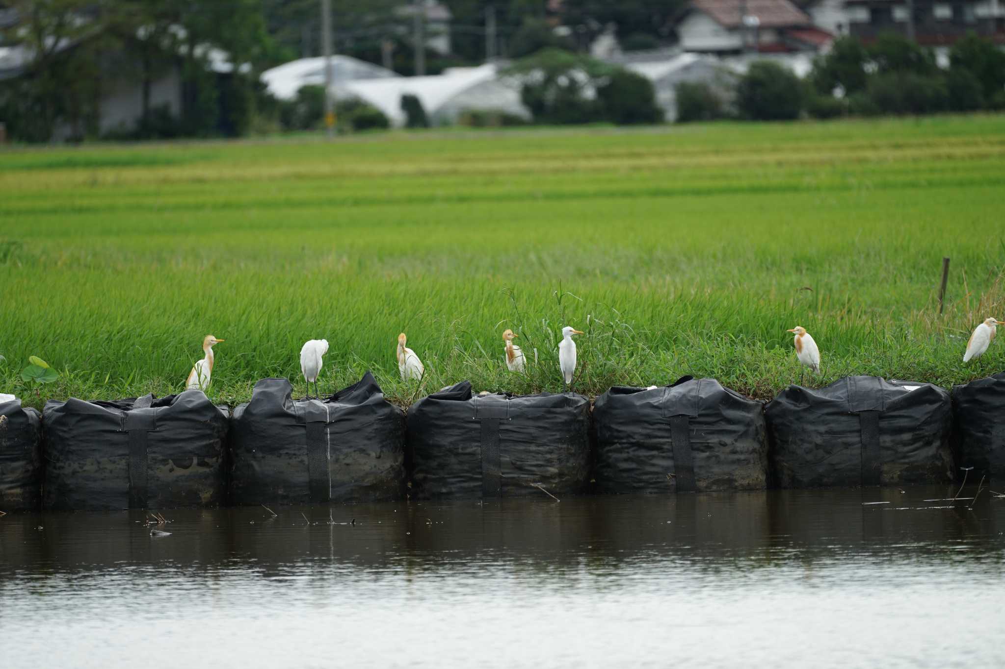 潟ノ内(島根県松江市) アマサギの写真