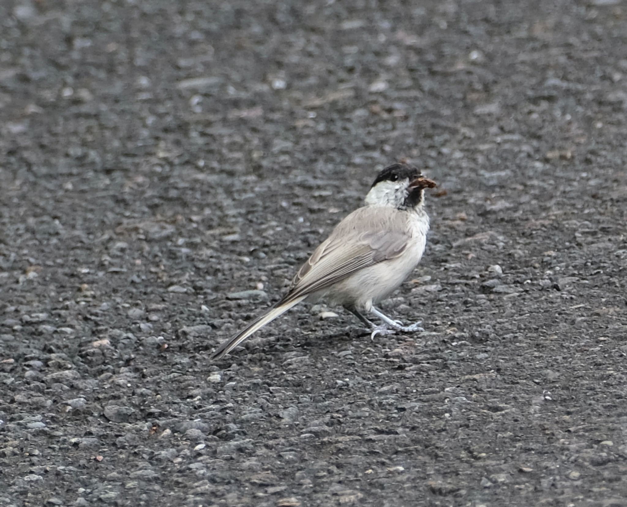 常盤公園 ハシブトガラの写真