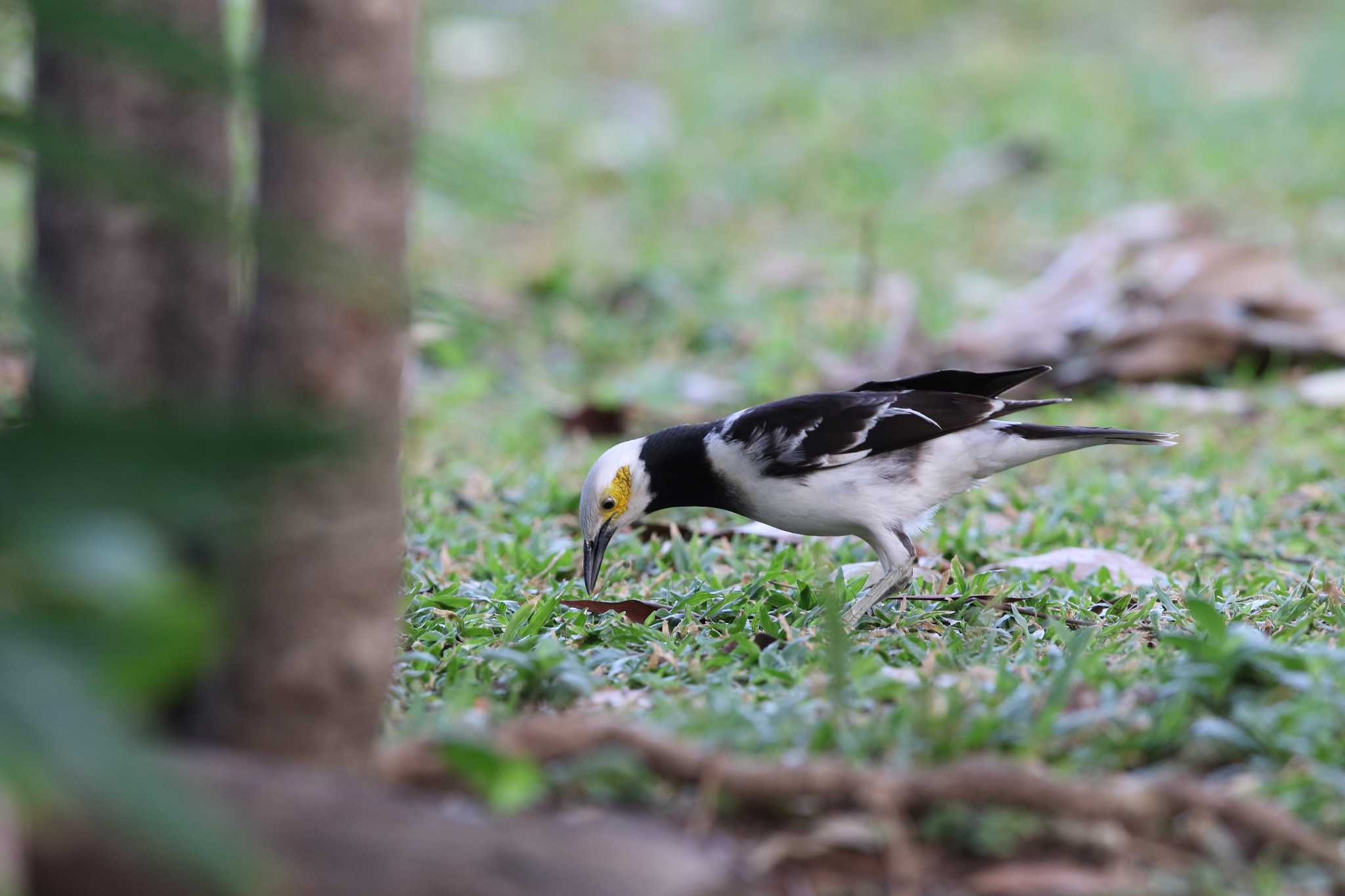 Black-collared Starling