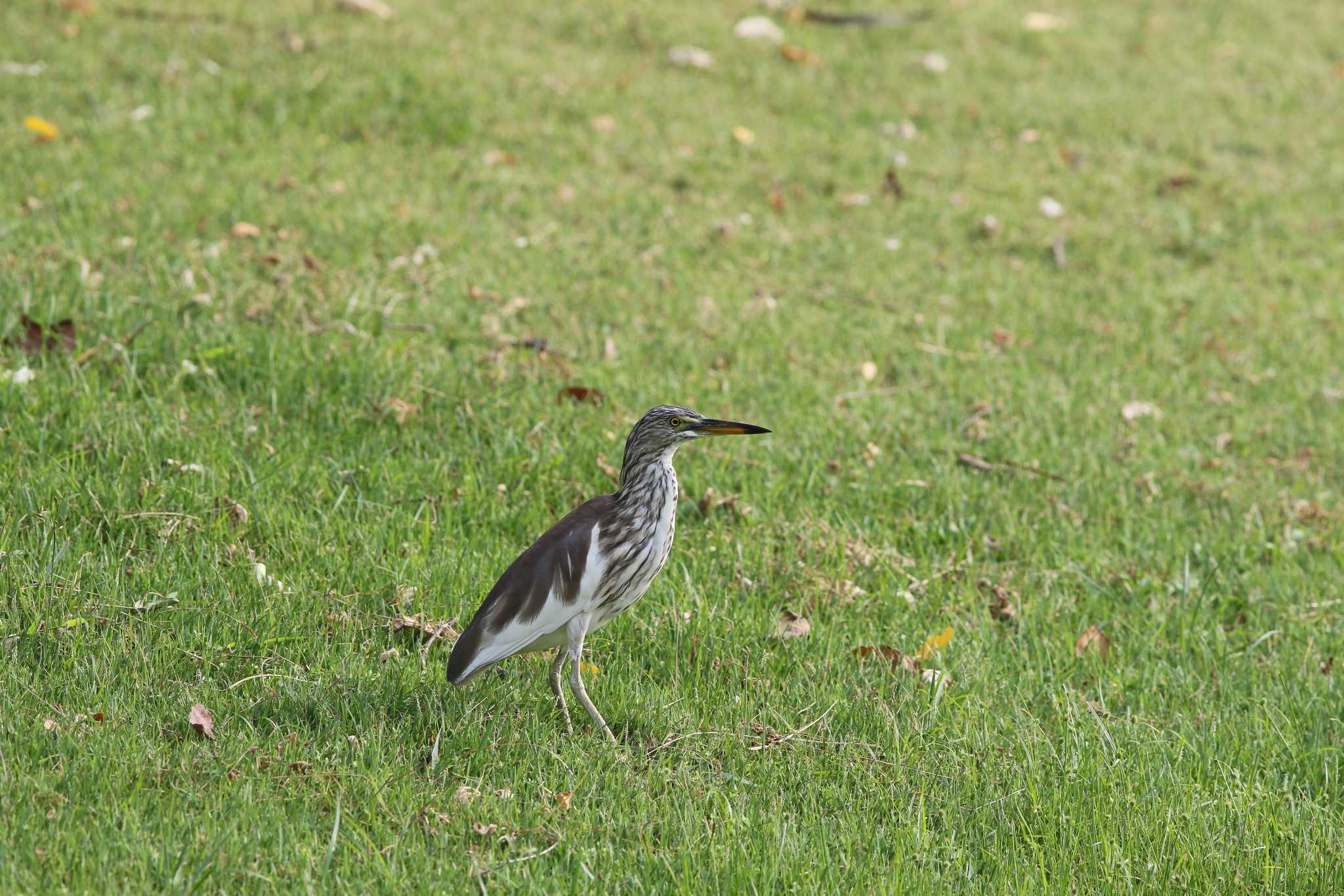 Chinese Pond Heron