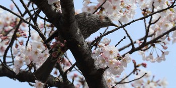 ヒヨドリ 東京都 2017年4月6日(木)