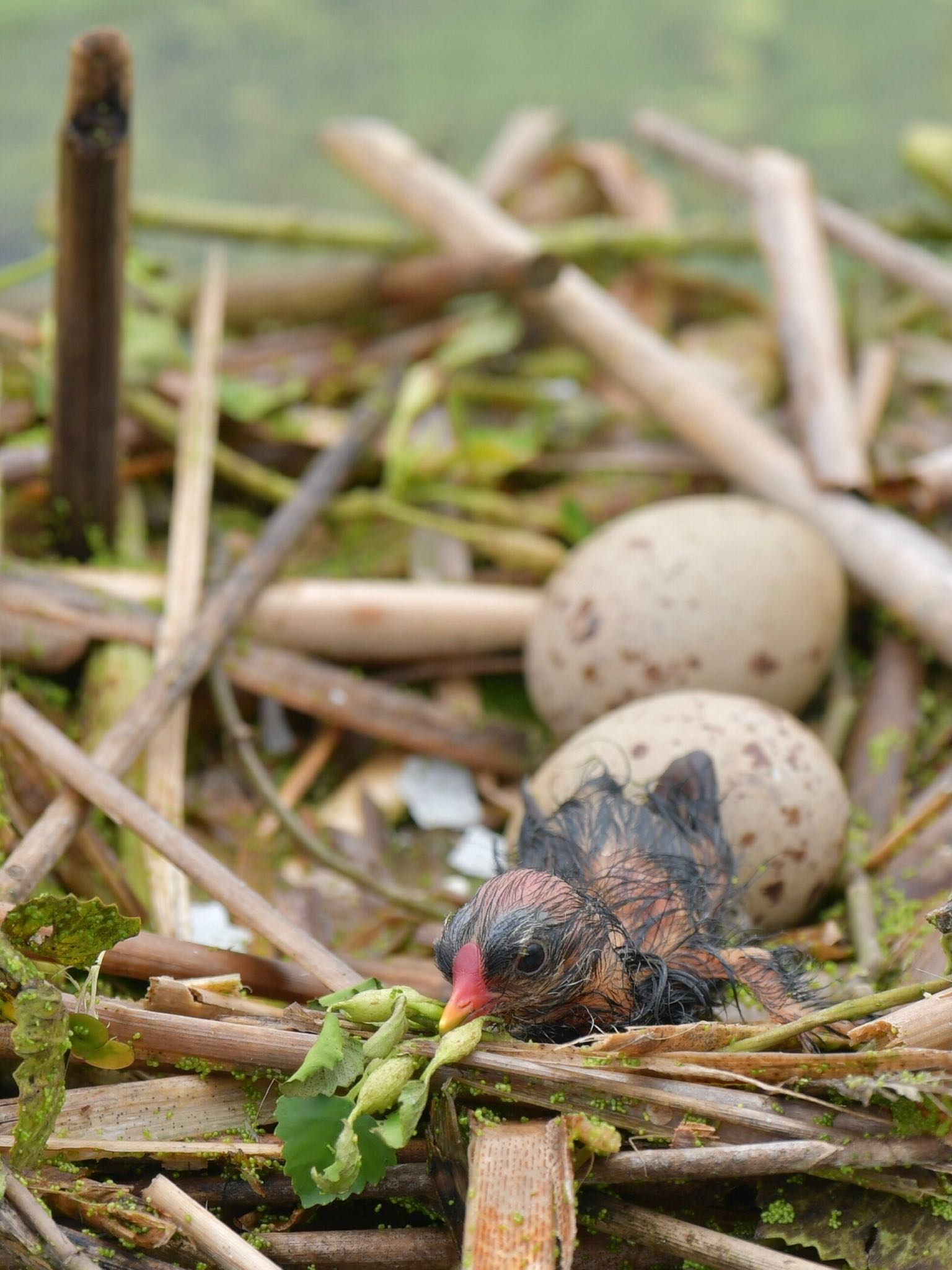 Photo of Common Moorhen at  by ヨウコ