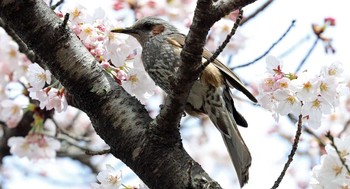 ヒヨドリ 東京都 2017年4月6日(木)