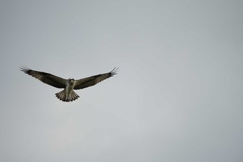 2021年8月19日(木) 宍道湖グリーンパークの野鳥観察記録