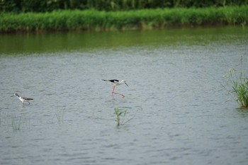 Black-winged Stilt 斐伊川河口 Thu, 8/19/2021