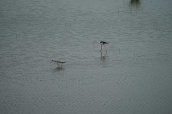 Common Greenshank 斐伊川河口 Thu, 8/19/2021