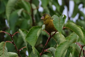 2021年8月19日(木) 福井緑地(札幌市西区)の野鳥観察記録