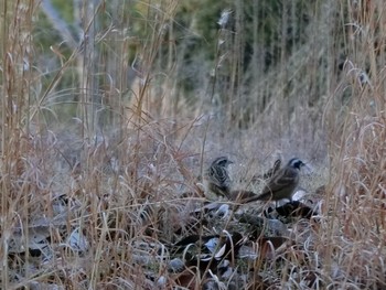 2021年3月10日(水) 広島県立びんご運動公園の野鳥観察記録