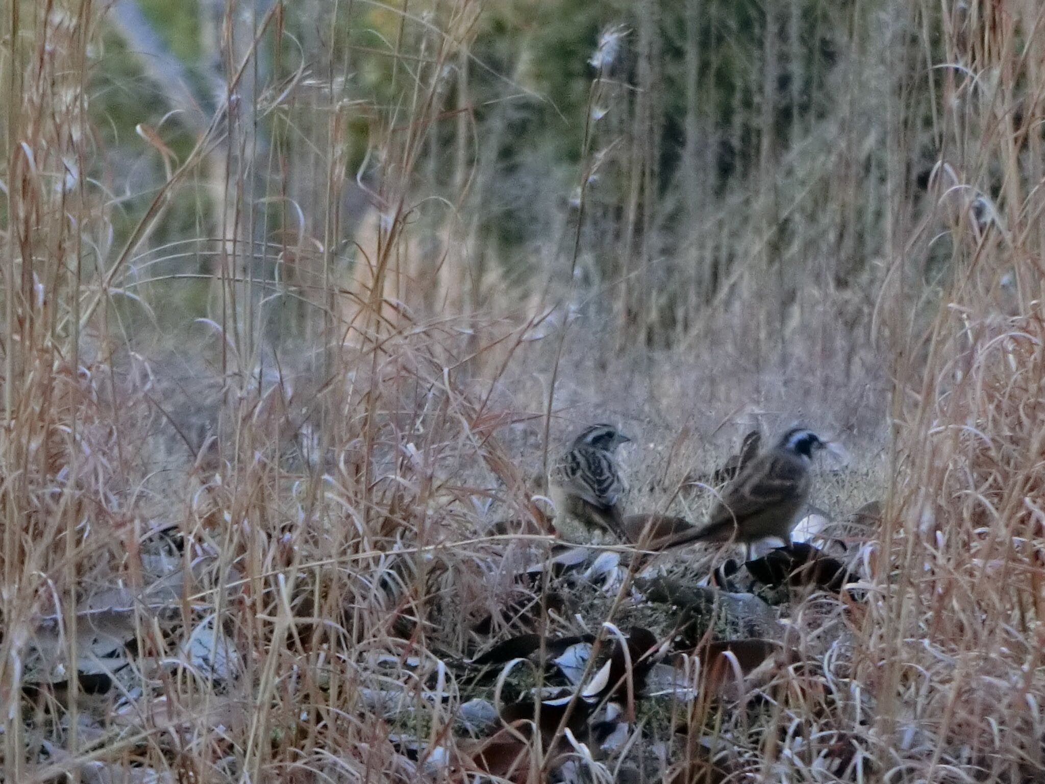 Photo of Meadow Bunting at 広島県立びんご運動公園 by 大瑠璃力三郎