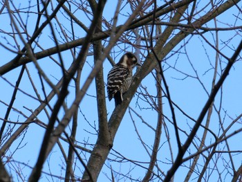 Japanese Pygmy Woodpecker 広島県立びんご運動公園 Sun, 2/28/2021