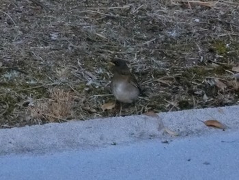 Pale Thrush 広島県立びんご運動公園 Wed, 3/10/2021