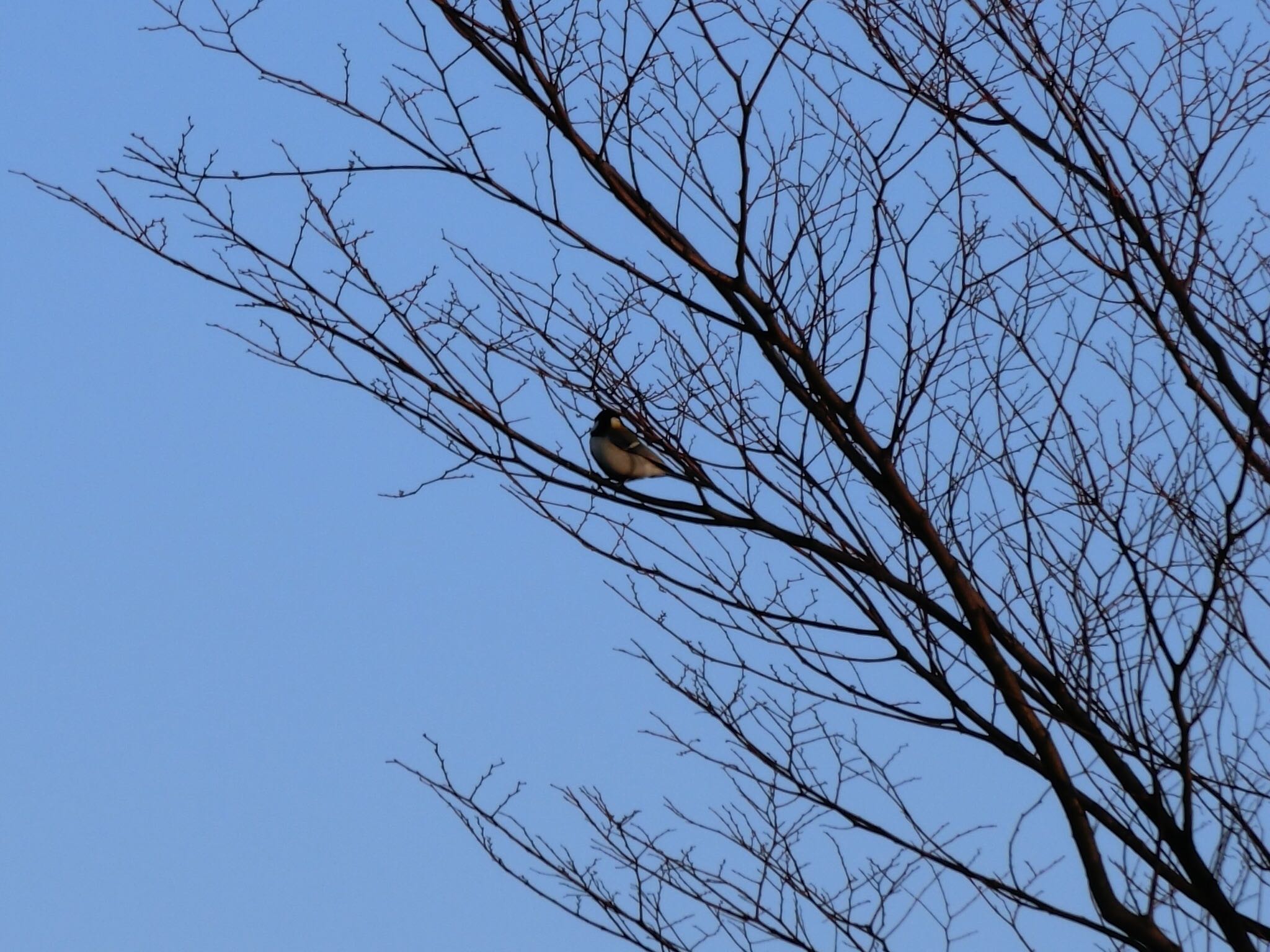 Photo of Japanese Tit at 広島県立びんご運動公園 by 大瑠璃力三郎