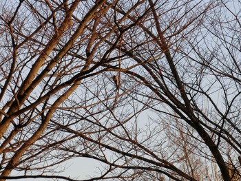 Long-tailed Tit 広島県立びんご運動公園 Sun, 2/28/2021