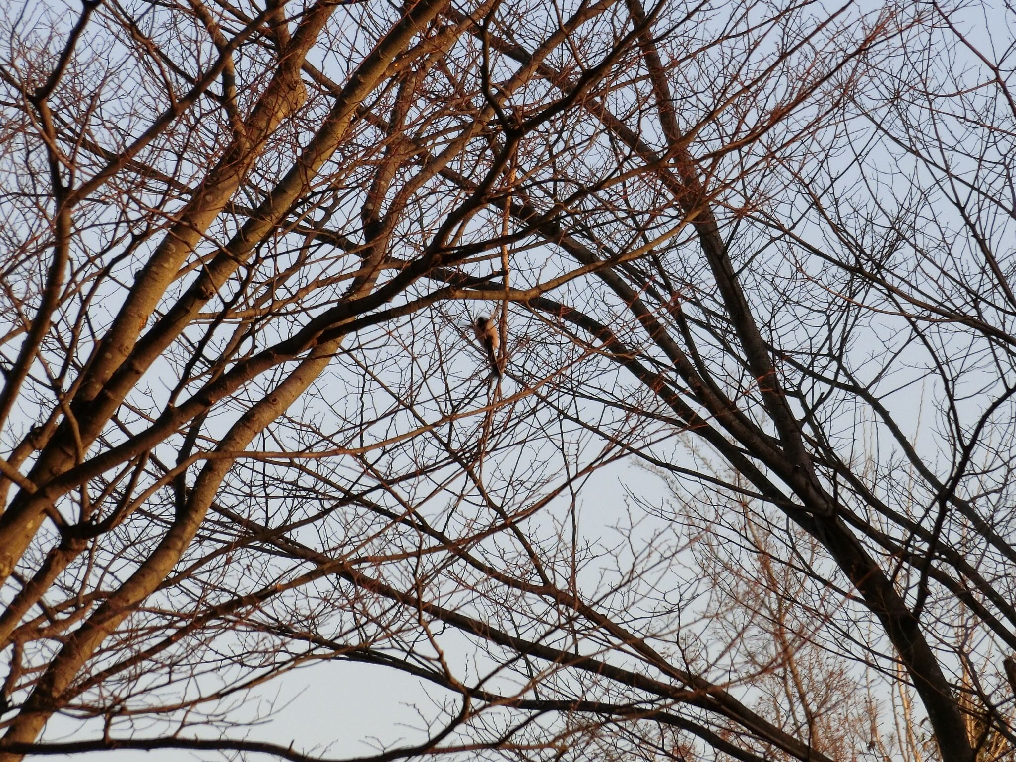 Photo of Long-tailed Tit at 広島県立びんご運動公園 by 大瑠璃力三郎