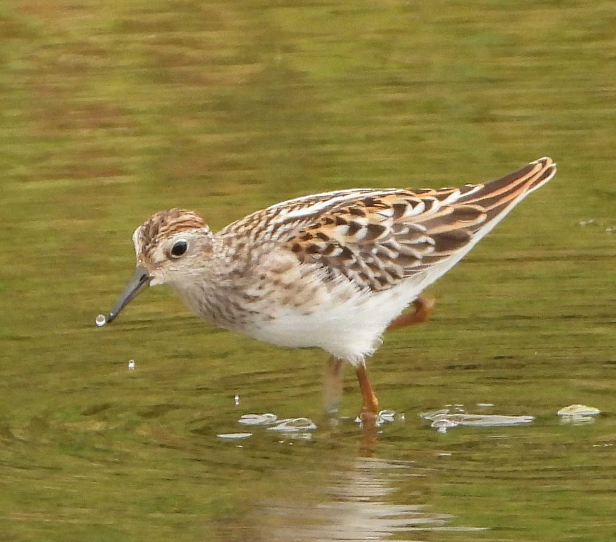 Photo of Long-toed Stint at  by サジタリウスの眼