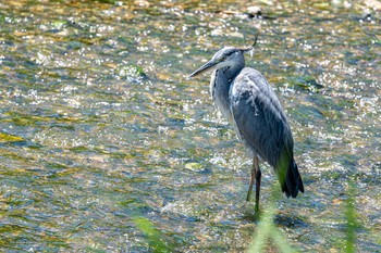 アオサギ 喜瀬川 2021年8月5日(木)