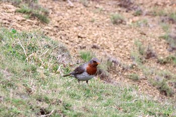 2017年3月15日(水) 東崎(与那国島)の野鳥観察記録