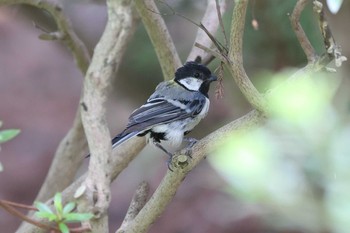 Japanese Tit 善光寺（長野） Thu, 8/12/2021