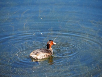 Little Grebe 井の頭恩賜公園 Fri, 8/20/2021