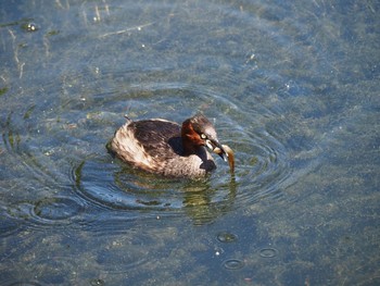 Little Grebe 井の頭恩賜公園 Fri, 8/20/2021