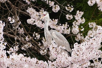 アオサギ 石神井公園 2017年4月7日(金)