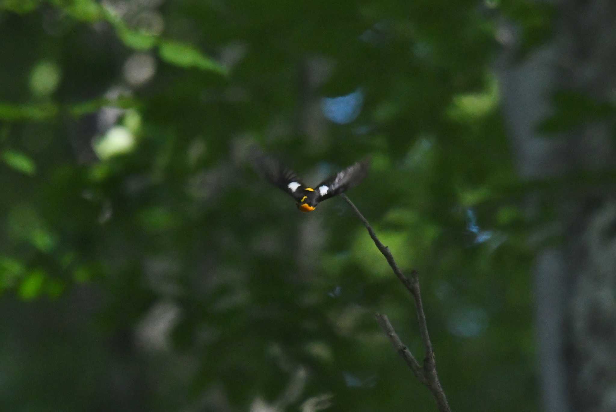 長野県 キビタキの写真 by あひる