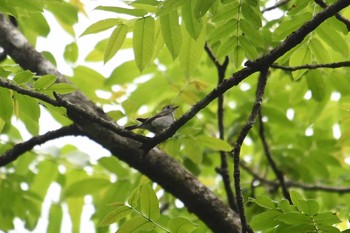 2021年5月29日(土) 長野県の野鳥観察記録