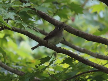 Asian Brown Flycatcher 栃木県民の森 Mon, 8/16/2021