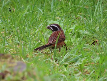 Meadow Bunting 栃木県民の森 Mon, 8/16/2021