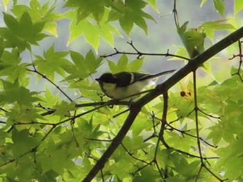 シジュウカラ 栃木県民の森 2021年8月16日(月)