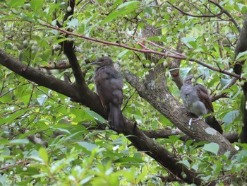 Brown-eared Bulbul 栃木県民の森 Mon, 8/16/2021