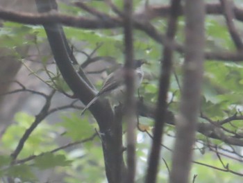 Willow Tit 那須平成の森 Thu, 8/12/2021