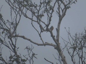 Varied Tit 那須平成の森 Thu, 8/12/2021