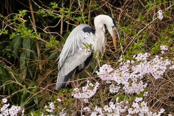 アオサギ 石神井公園 2017年4月7日(金)