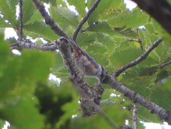 ゴジュウカラ 那須平成の森 2021年8月12日(木)