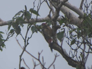 Great Spotted Woodpecker 那須平成の森 Thu, 8/12/2021