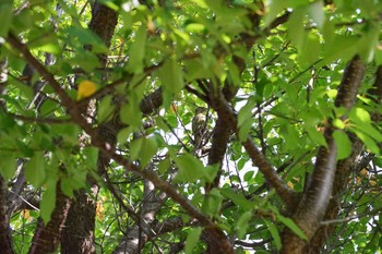 2021年8月20日(金) 福井緑地(札幌市西区)の野鳥観察記録