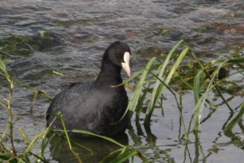 Eurasian Coot 猪名川 Fri, 8/20/2021