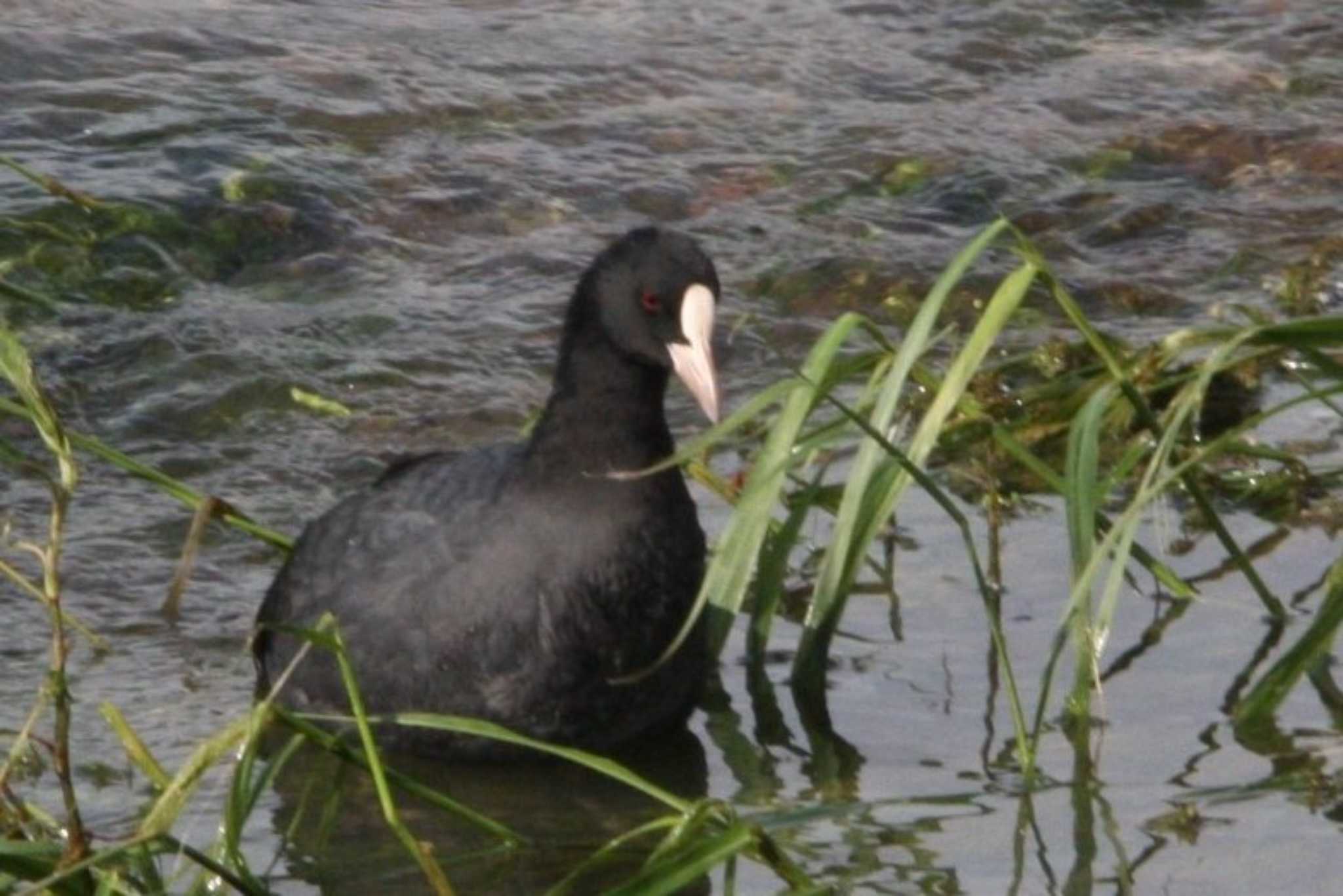 Photo of Eurasian Coot at 猪名川 by トビトチヌ
