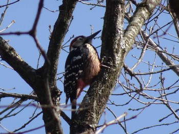 White-backed Woodpecker 奈良、葛城山 Sat, 3/4/2017