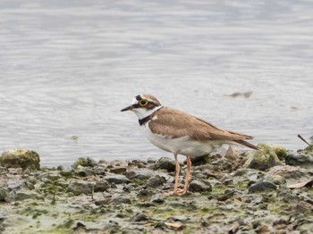 Little Ringed Plover 千住桜木自然地 (東京都足立区) Sun, 6/20/2021